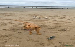 Labrador Retriever dogs for sale: Very loving, loyal fox red labrador for sale - Image 8