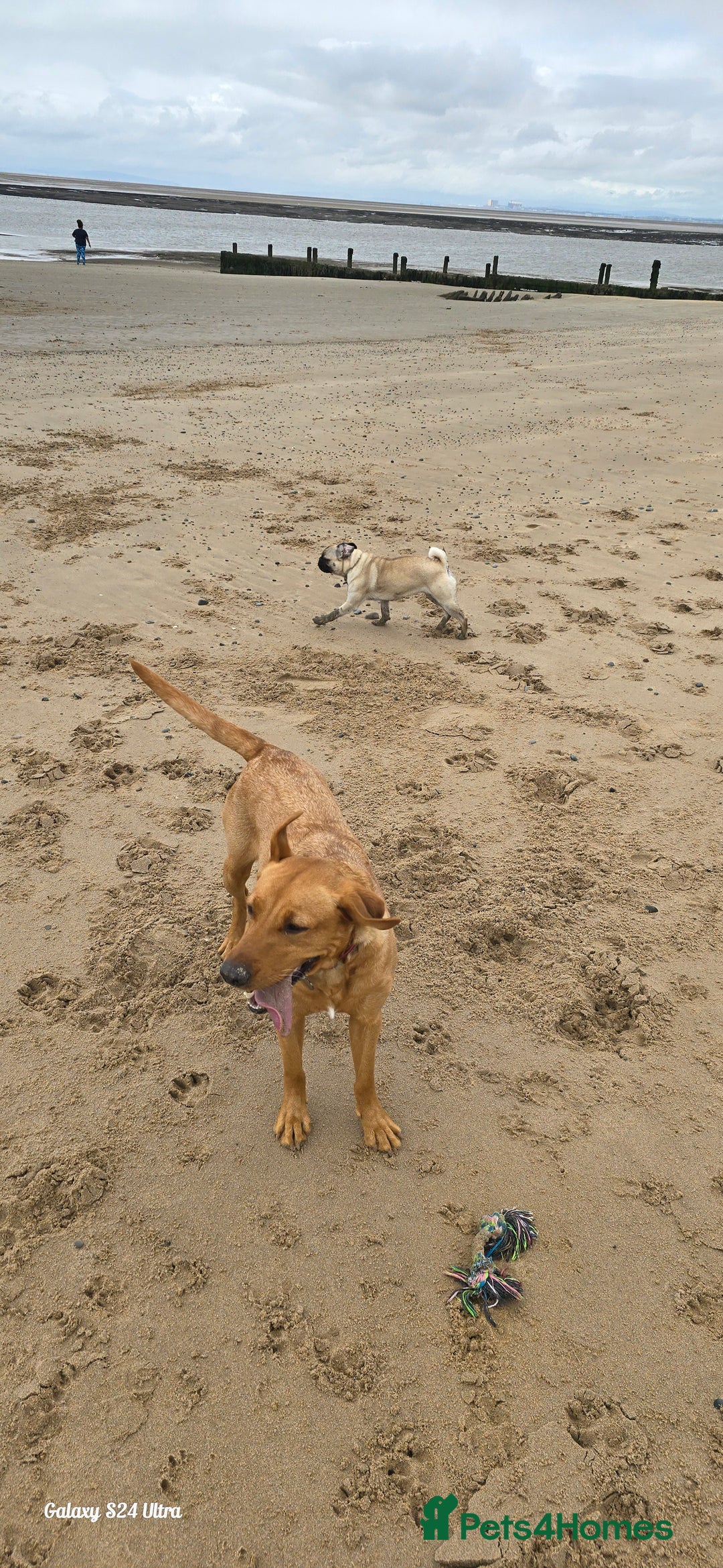 Labrador Retriever dogs for sale: Very loving, loyal fox red labrador for sale - Image 8