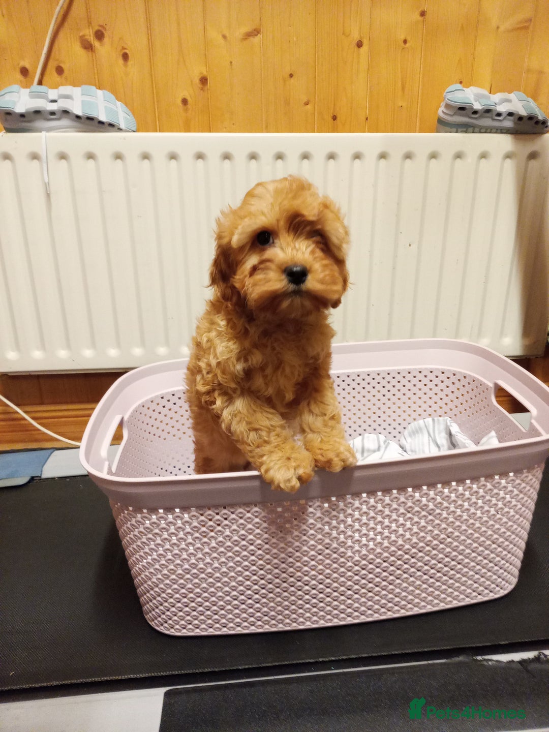 Cavapoo dogs for sale: Cavapoo  - Advert 2