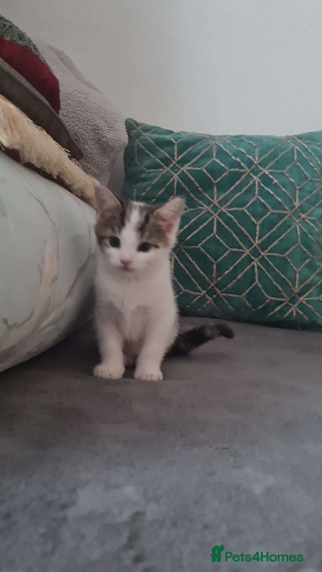 British Shorthair cats for sale: kitten - Advert 7