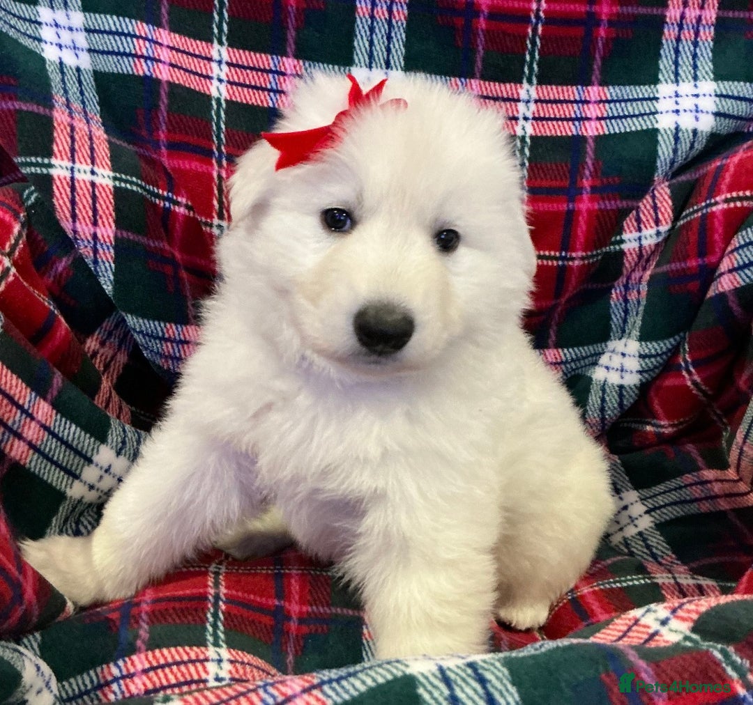 White Swiss Shepherd dogs for sale: Ready for collection - Advert 3