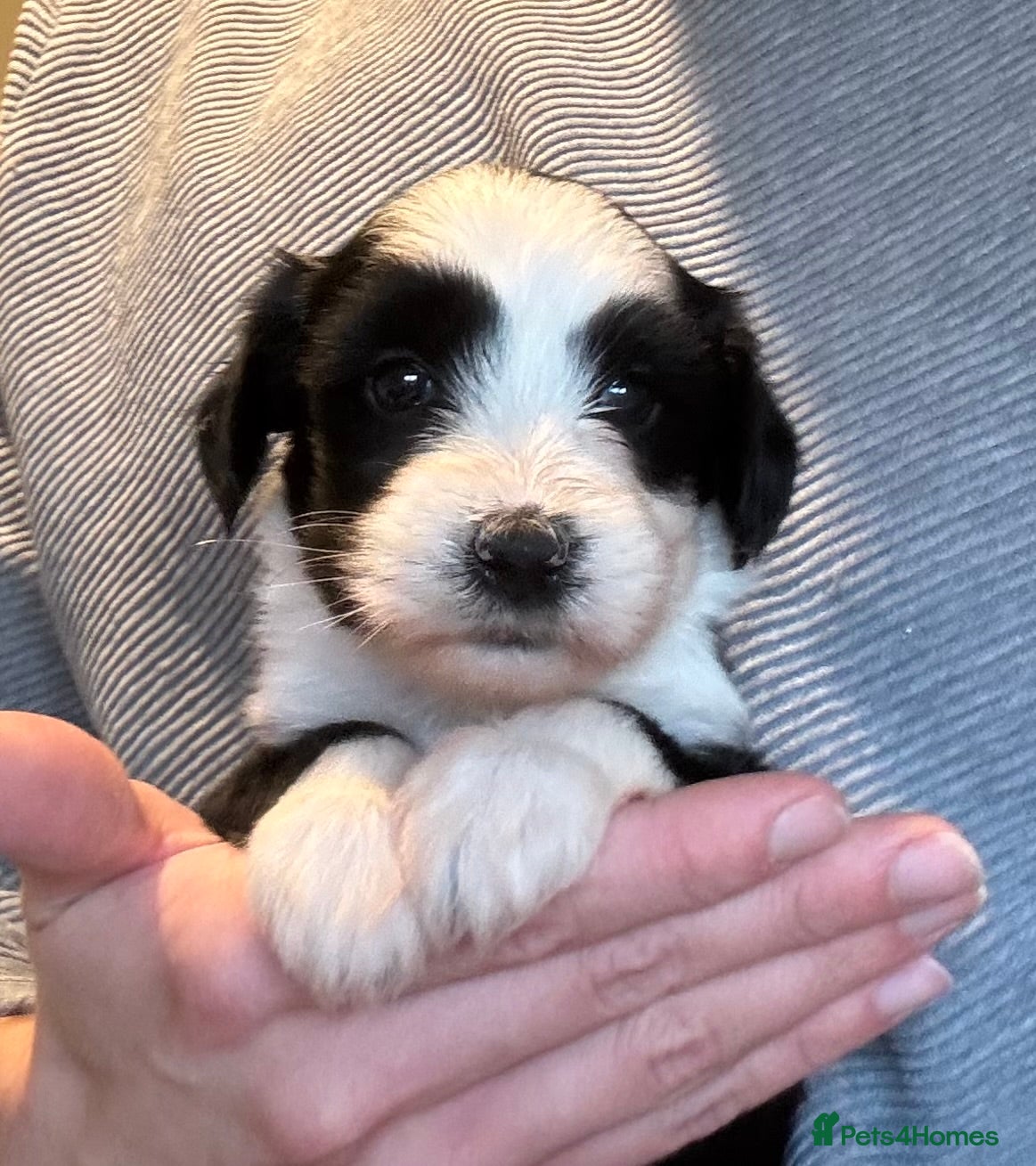 Tibetan Terrier dogs Lovely Litter of KC Reg Tibetan Terrier puppies  - Advert 1