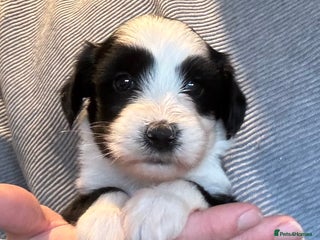 Tibetan Terrier dogs Lovely Litter of KC Reg Tibetan Terrier puppies - Advert 16