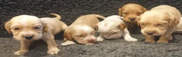 Cocker Spaniel dogs for sale: Stunning Show Cockers - Crufts Champion Pedigree in Stoke-on-Trent - Advert 4