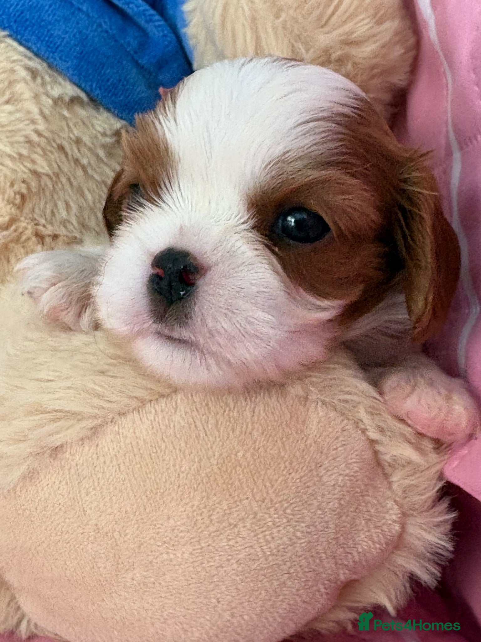 Cavalier King Charles Spaniel dogs KC registered Cavalier puppies  - Advert 7