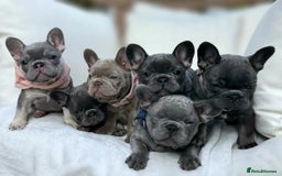 French Bulldog dogs for sale: Family Raised French Bulldog Puppies- Vet Approved - Image 1