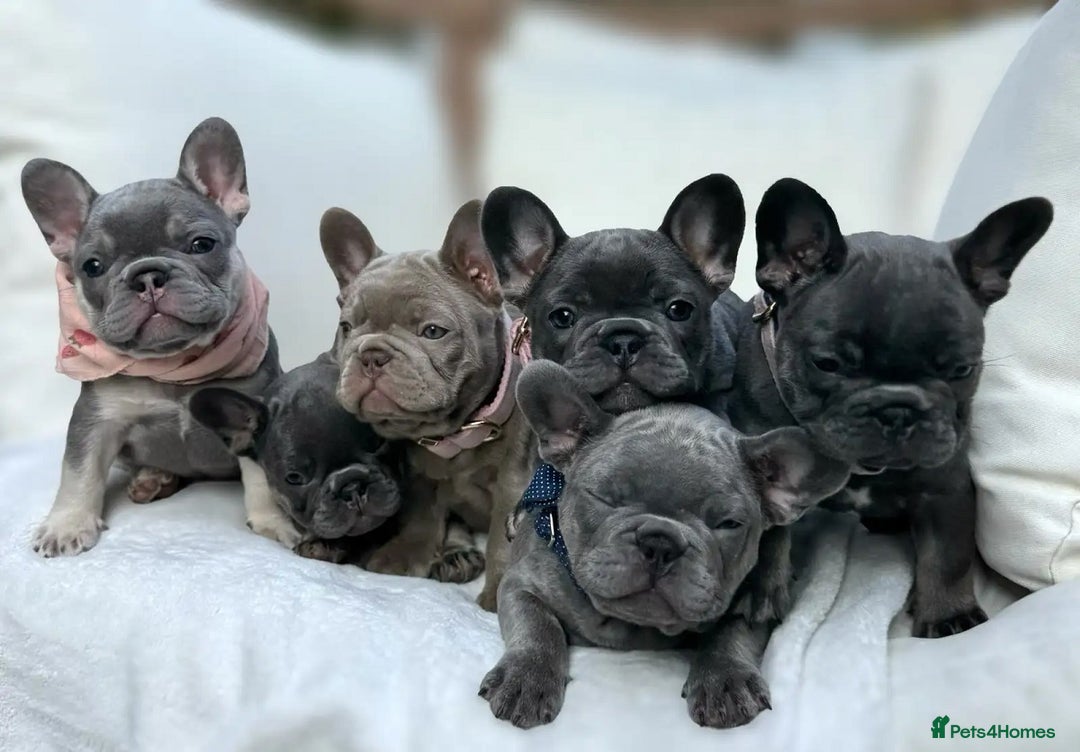 French Bulldog dogs for sale: Family Raised French Bulldog Puppies- Vet Approved - Image 1