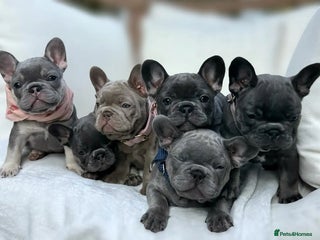 French Bulldog dogs - Advert 3