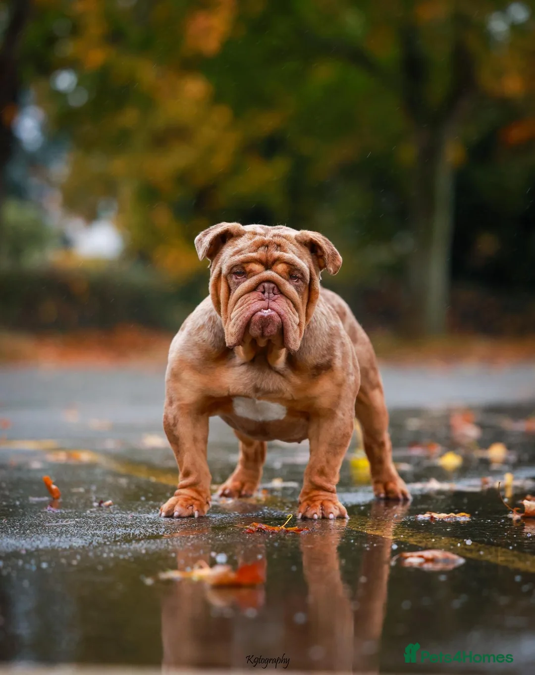 English Bulldog dogs for stud: Chocolate Merle stud English bulldog - Advert 2