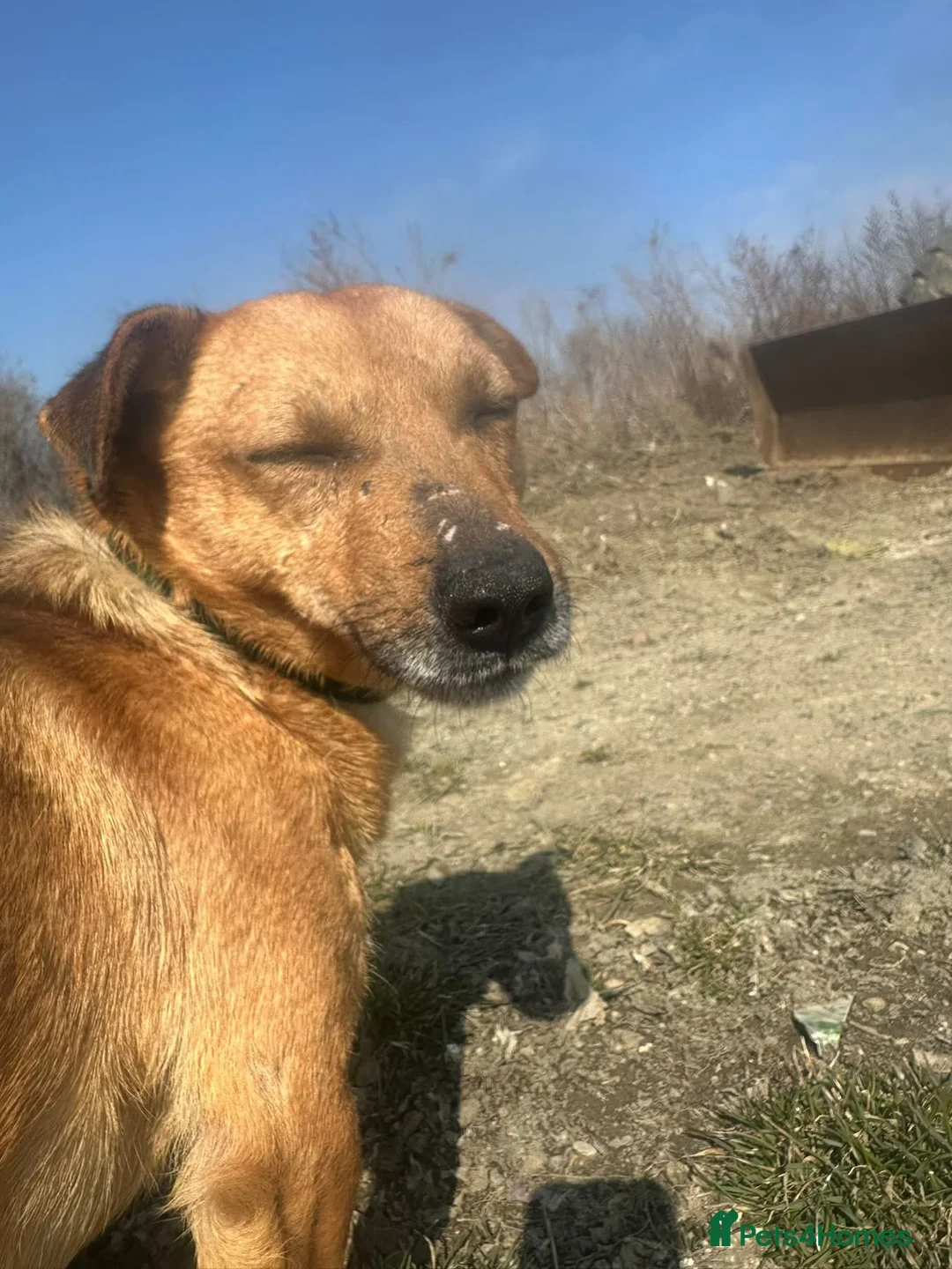 Mixed Breed dogs for adoption: Terry - Norwich Norfolk  - Advert 2