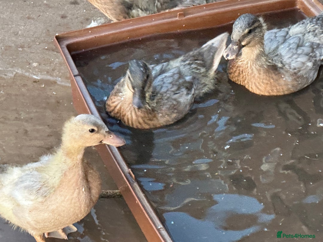 Ducks poultry for sale: CALL DUCKS (FEMALE) - Image 2