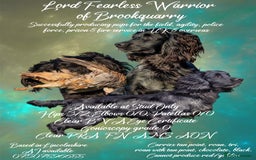 Cocker Spaniel dogs for stud: Extensively Health Tested KC Cocker - WELL PROVEN in Lincoln - Image 2