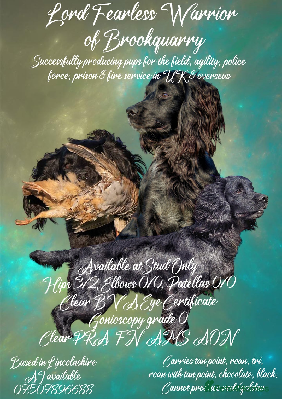 Cocker Spaniel dogs for stud: Extensively Health Tested KC Cocker - WELL PROVEN in Lincoln - Image 2