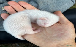 Ferret rodents for sale: Albino ferret kits  - Image 5