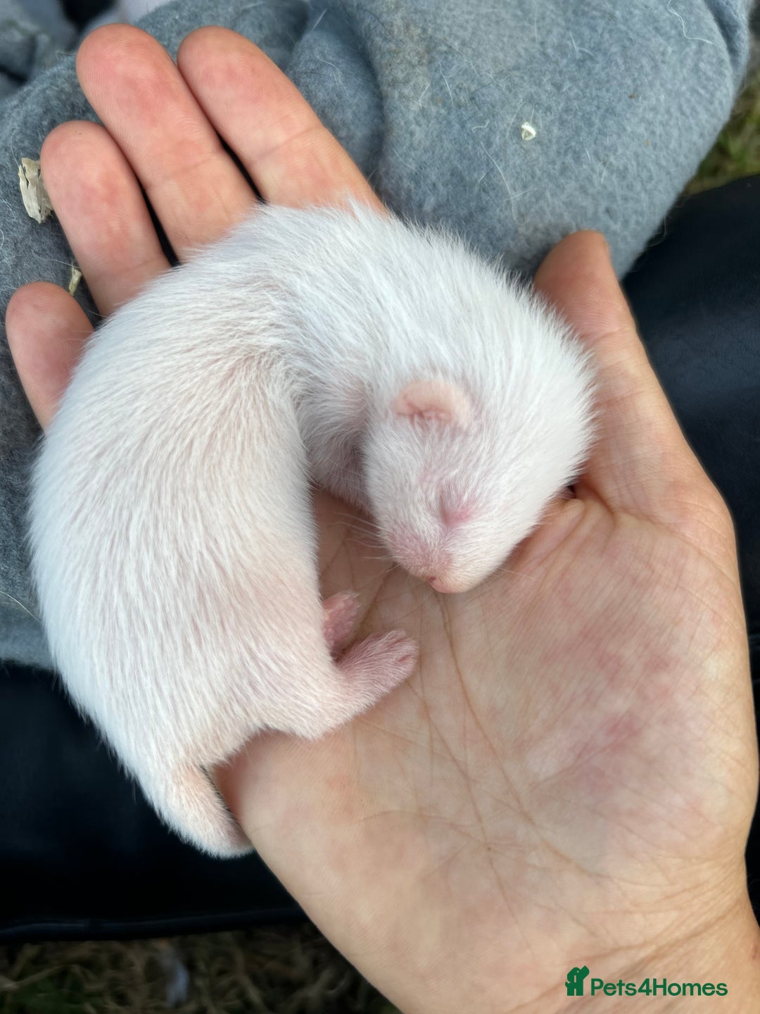 Ferret rodents for sale: Albino ferret kits  - Image 5