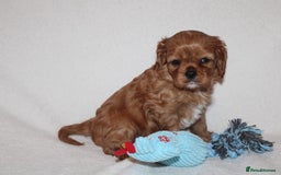 Cavalier King Charles Spaniel dogs for sale: Gorgeous Cavalier King Charles Spaniel puppies - Image 13