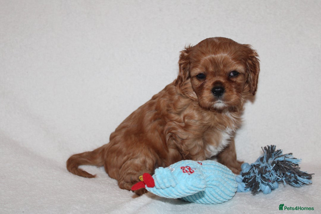 Cavalier King Charles Spaniel dogs for sale: Gorgeous Cavalier King Charles Spaniel puppies - Image 13