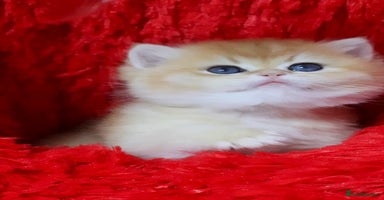 British Shorthair cats ✨Show quality Golden BSH babies ready December - Advert 7