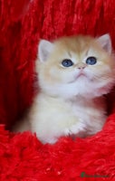 British Shorthair cats ✨Show quality Golden BSH babies ready December - Advert 9