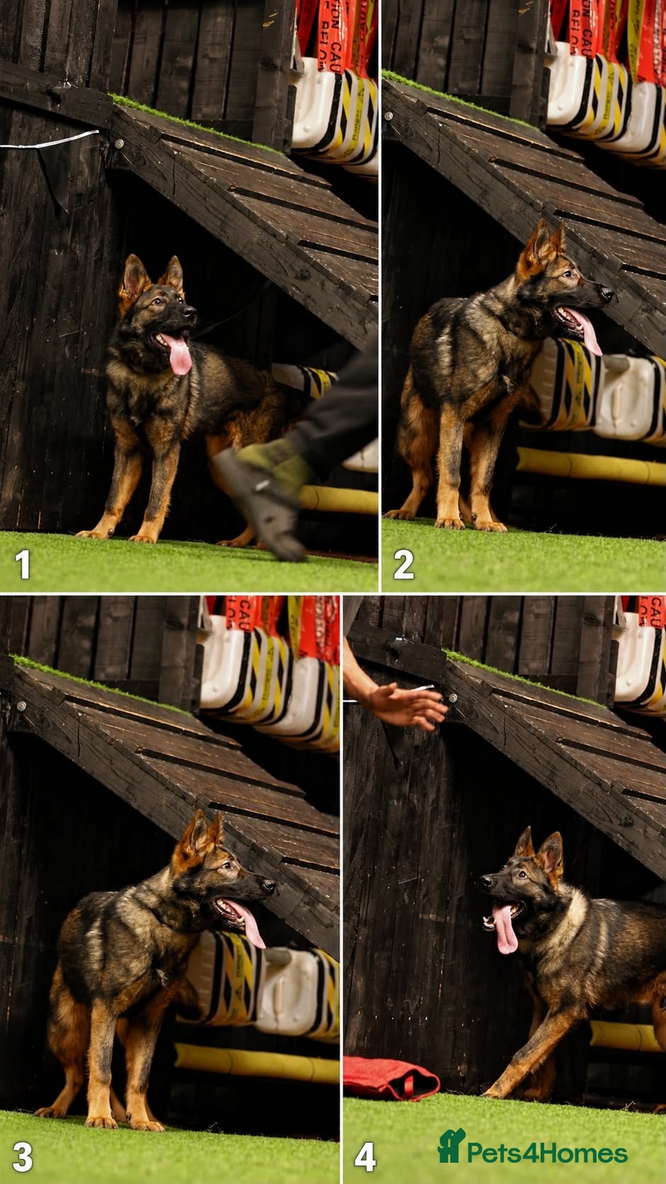 German Shepherd dogs German Shepherd Male - Advert 1