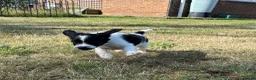 Sproodle dogs for sale: ✨ Premium Rare F1 Sproodle Pups – Champion Lines ✨ - Advert 10