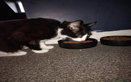 Mixed Breed cats for sale: Female Felix cat looking for new home 😸  - Image 1