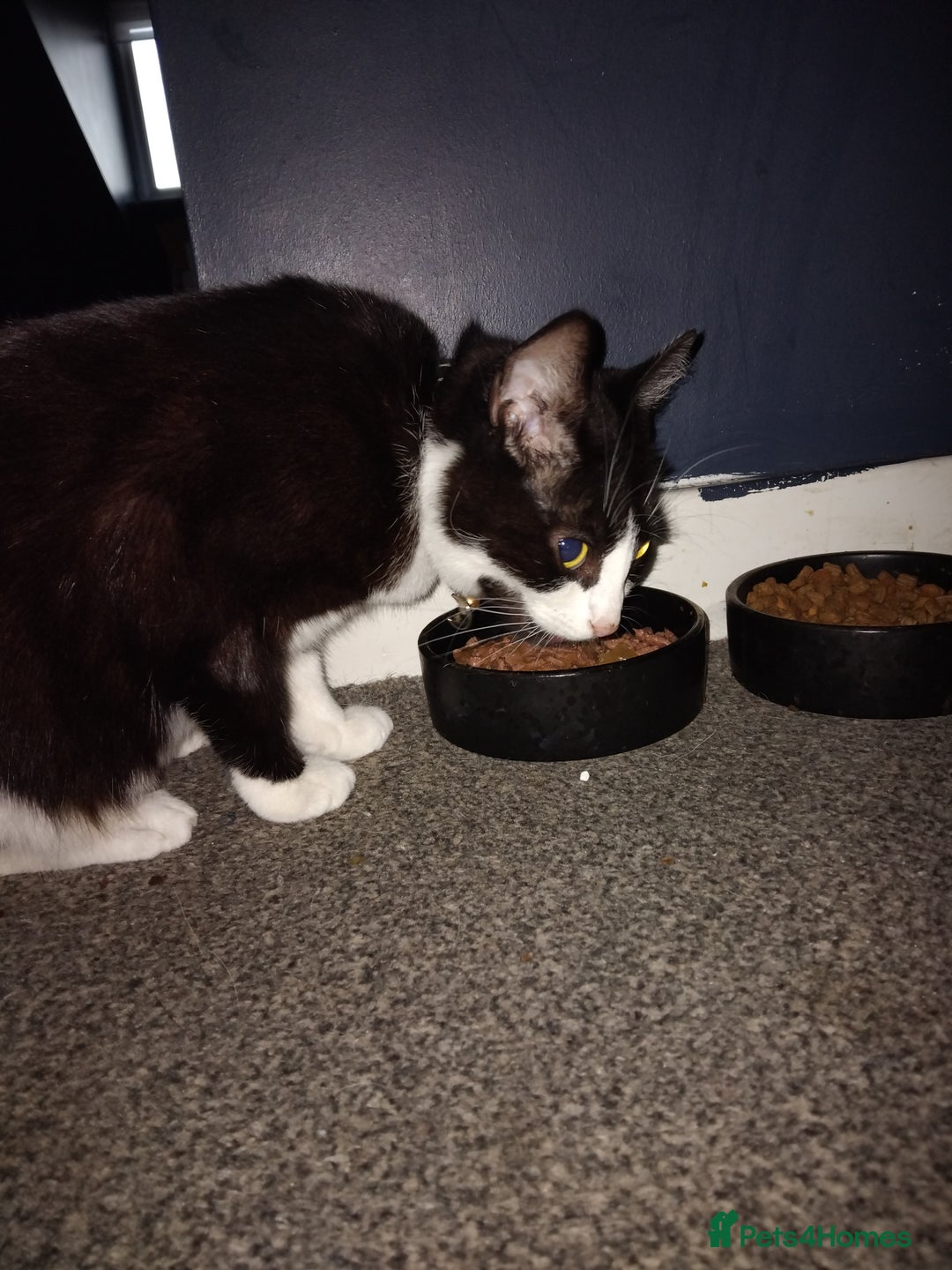 Mixed Breed cats for sale: Female Felix cat looking for new home 😸  - Image 1