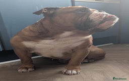 English Bulldog dogs for sale: Bulldog Boy Looking for New Home - Image 4