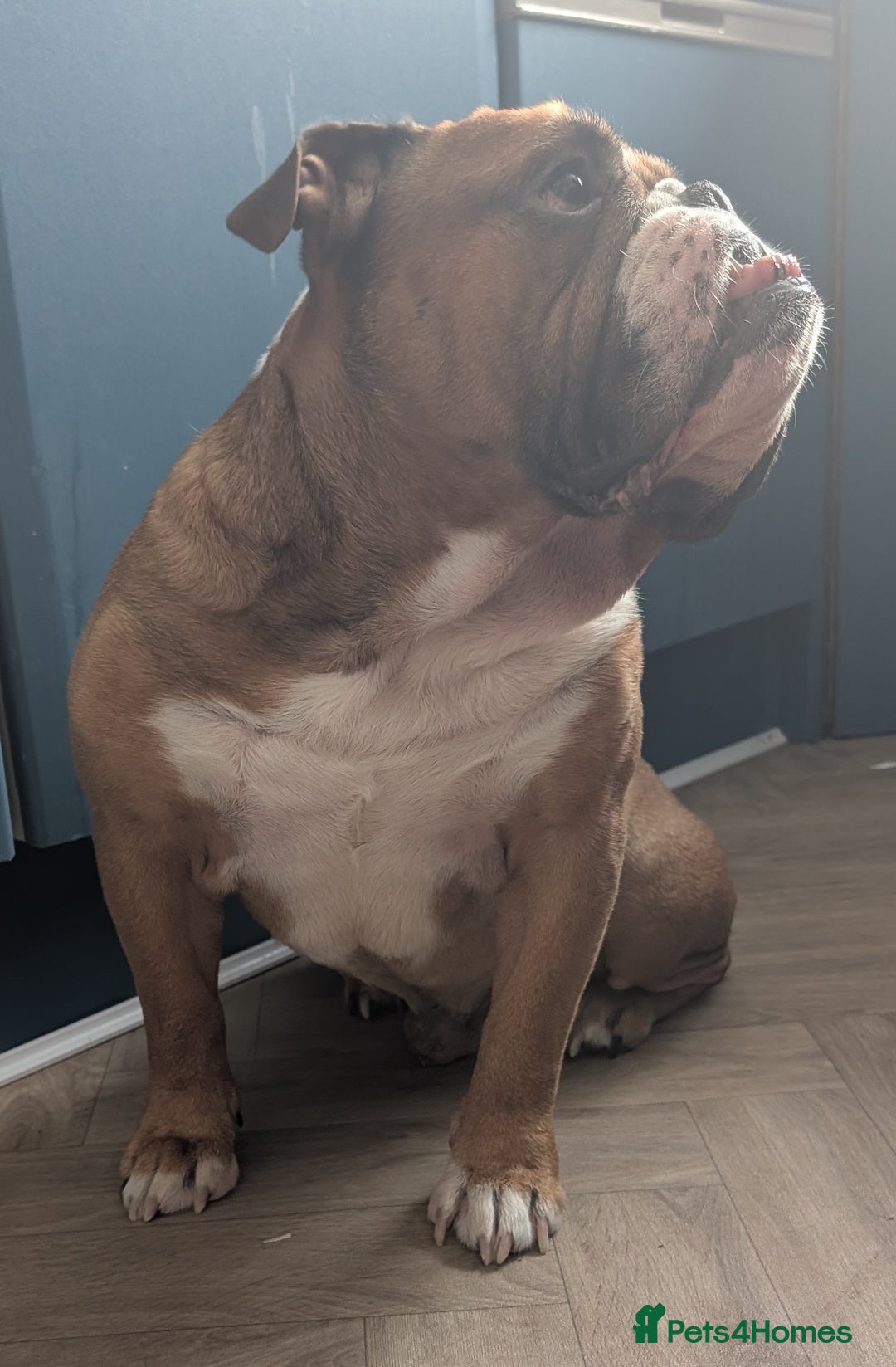 English Bulldog dogs for sale: Bulldog Boy Looking for New Home - Image 4