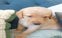 Labrador Retriever dogs for sale: Fox red labrador puppies  - Image 7