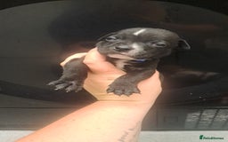 Staffordshire Bull Terrier dogs for sale: Staffordshire bull terrier puppies  - Image 9