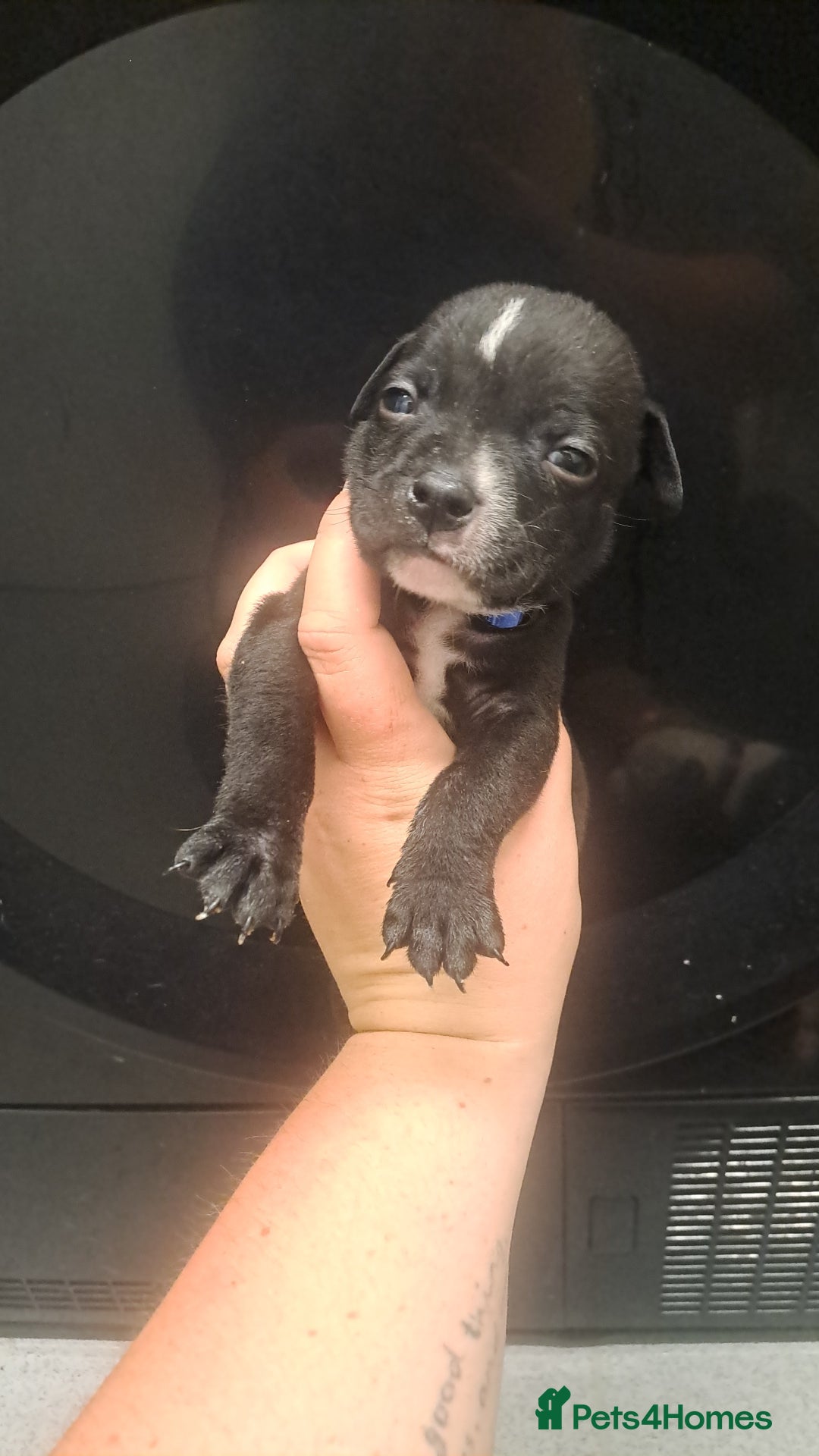 Staffordshire Bull Terrier dogs for sale: Staffordshire bull terrier puppies  - Image 9