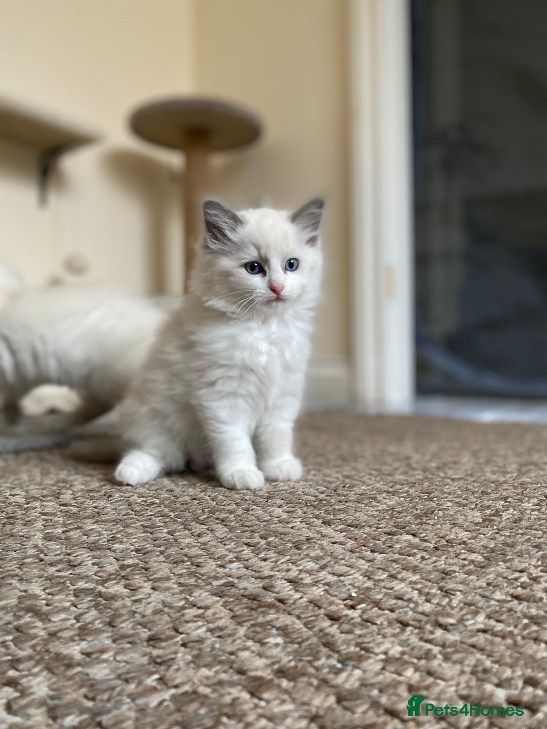 Ragdoll cats for sale: Purebred Male Ragdoll for sale - Image 7