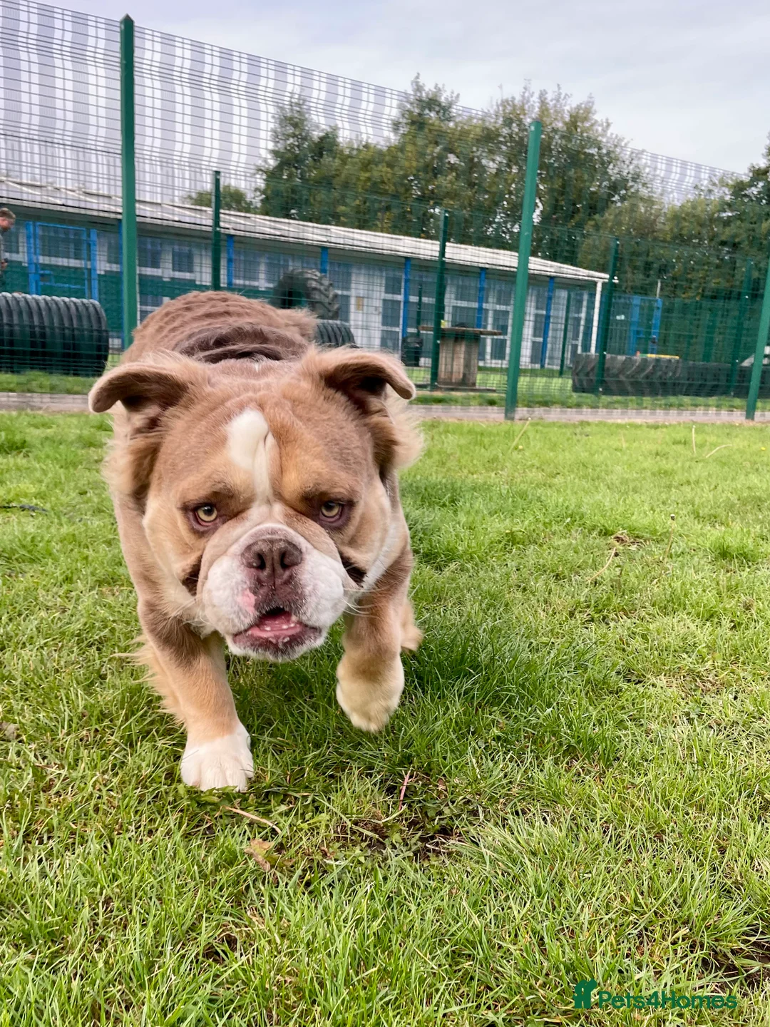 English Bulldog dogs for stud: Fluffy english bulldog for stud - Advert 1