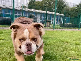 English Bulldog dogs Fluffy english bulldog for stud - Advert 1