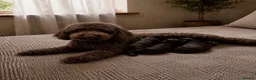 Miniature Poodle dogs for sale: 🤎 BEAUTIFUL CHOCOLATE MINIATURE POODLE BOYS 🤎 - Advert 4
