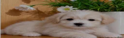 Maltipoo dogs for sale: 🩷 MALTIPOO PUPPIES 💙 - Advert 8
