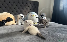 Scottish Fold cats for sale: Adorable playful scottish fold kittens  - Image 20