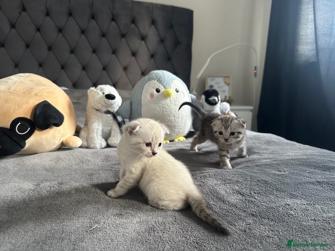 Scottish Fold cats for sale: Adorable playful scottish fold kittens  - Image 20