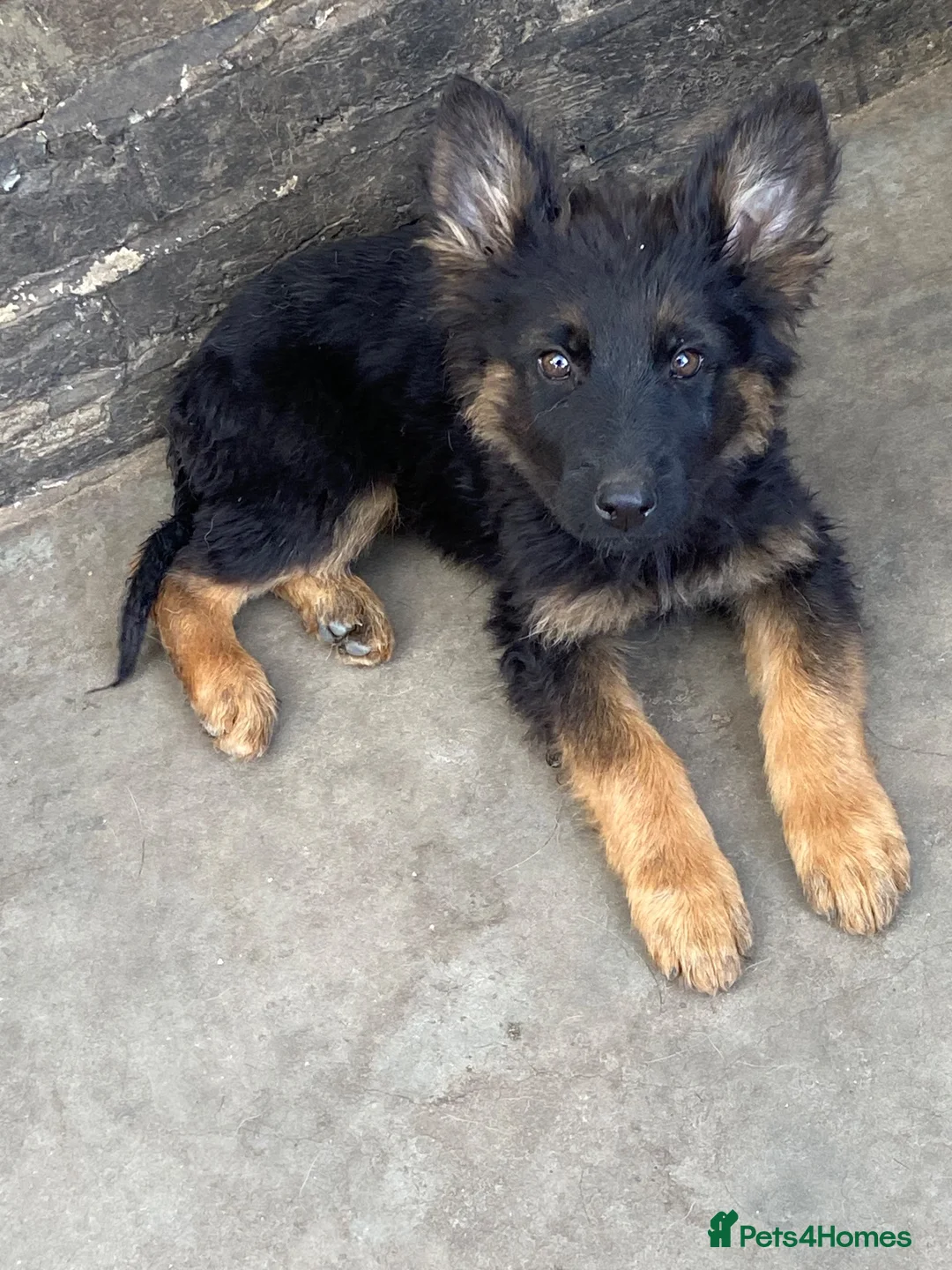 German Shepherd dogs for sale: German Shepherd Puppies KC registered Pedigree - Advert 2