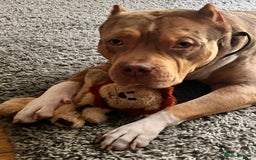 American Bulldog dogs for sale: Wotless in Sutton - Image 1