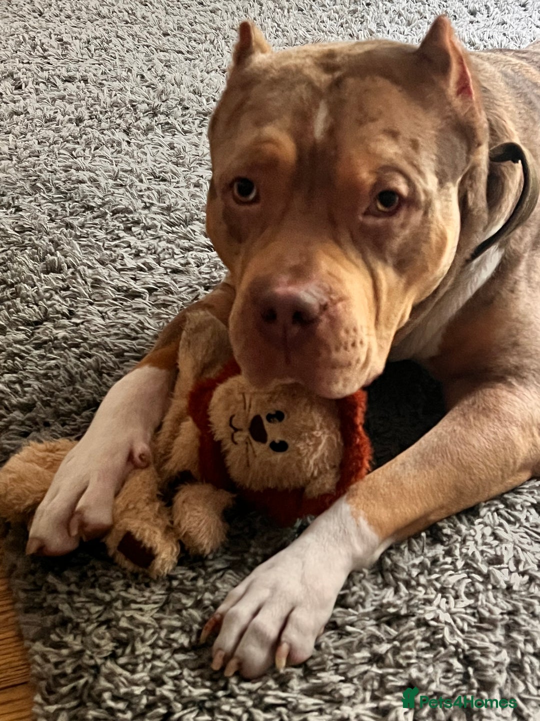 American Bulldog dogs for sale: Wotless in Sutton - Image 1