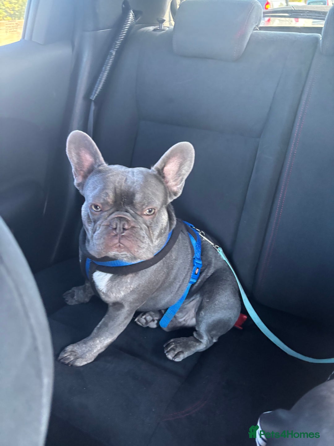 French Bulldog dogs for stud: KC French bulldog stud  - Image 5