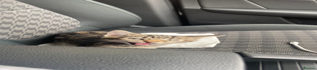 Mixed Breed Kitten 4