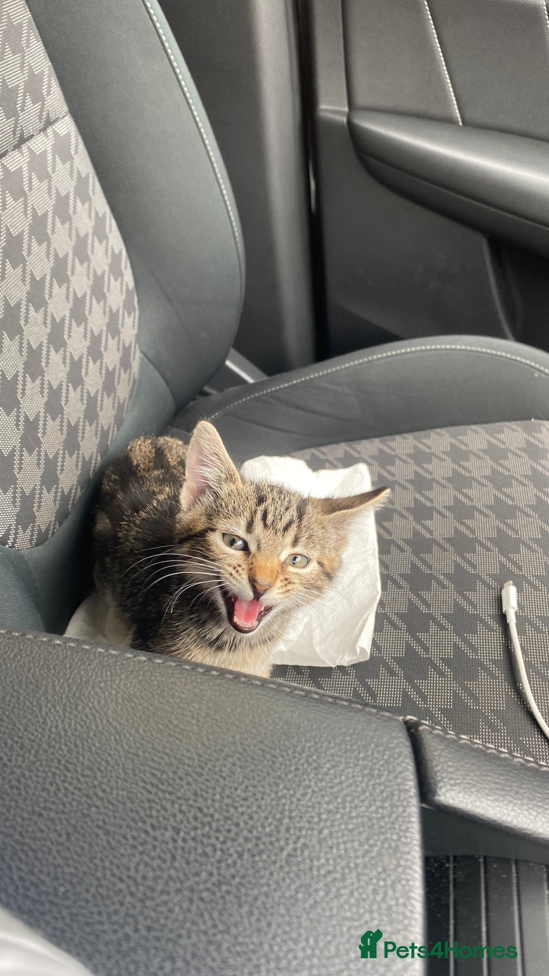 Mixed Breed cats for sale: Gorgeous Kittens - Image 12