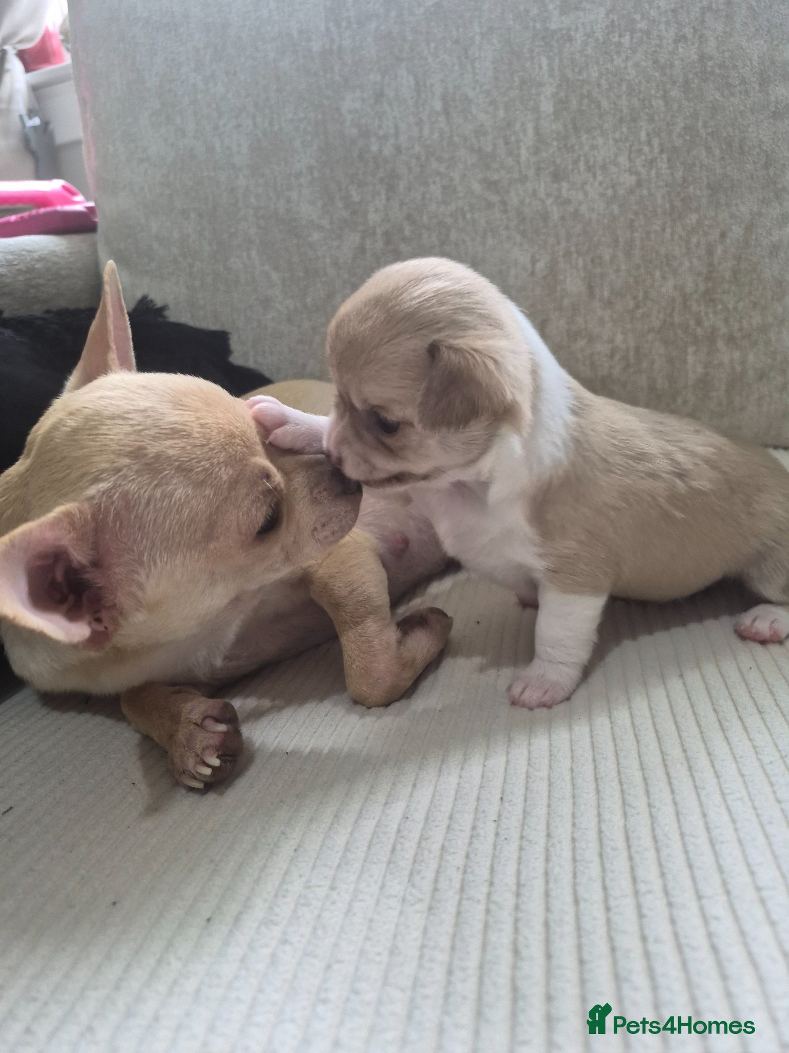 Chihuahua dogs for sale: Female chihuahua - Advert 7