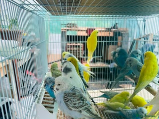 Budgerigars birds - Advert 1