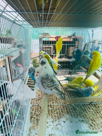 Budgerigars birds - Advert 1