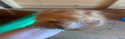Guinea Pig rodents for sale: male longhaired Guineapigs  - Advert 10