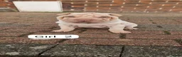 Shar Pei dogs for sale: Shar pei puppies  in Stockport - Advert 3